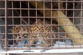 Polisi ciduk penjual satwa dilindungi melalui medsos
