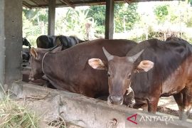 Ketersediaan hewan kurban di Bengkulu capai 38.770 ekor