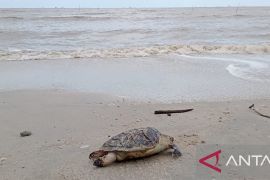 DLH Bangka Selatan cek pembuangan limbah perusahaan tambak udang