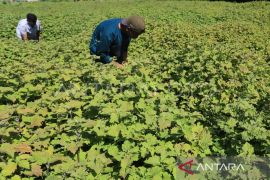 USK siap bantu KemenKopUKM bangun pabrik nilam di Aceh