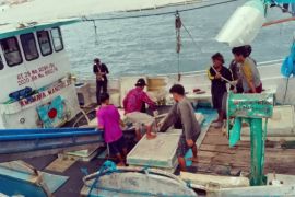 Operasional pabrik ikan tuna loin di Biak membuka peluang kerja OAP