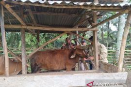 Distankan Kabupaten Rejang Lebong pantau penjualan hewan kurban