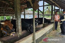 Babel pastikan stok daging sapi cukup jelang Idul Adha
