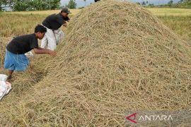 Pemanfaatan limbah jerami padi untuk pakan ternak Page 4 Small