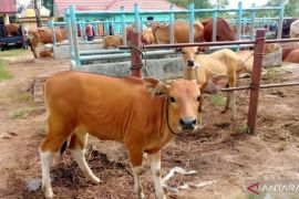 Pemkab Batanghari jamin kesiapan pemeriksaan hewan kurban