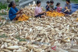 Harga jagung capai titik terendah di Sigi Page 2 Small