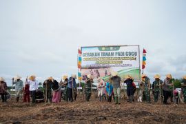 Pemprov Bengkulu gelar gerakan tanam padi gogo di pulau terluar