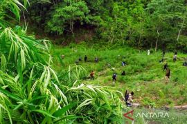 Populer sepekan, kebakaran kilang CDU IV hingga satelit deteksi ladang ganja