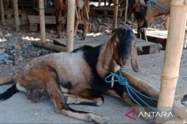 Lapak hewan kurban mulai bermunculan di Kabupaten Bekasi