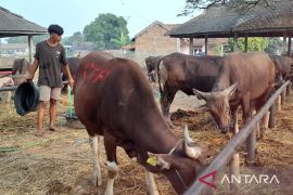 Jelang Idul Adha, Pemkot Serang sediakan 1.900 vaksin PMK