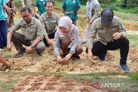Disnak Kaltim:  Gerakan tanam rumput serempak majukan peternakan