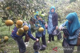 Desa mandiri di Mukomuko meningkat pesat, dari 9 jadi 20 desa