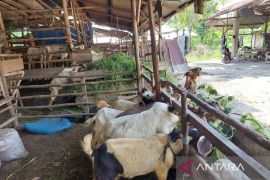 Belitung pasok ratusan hewan kurban dari luar daerah