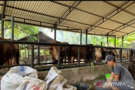 DPKP Kota Jambi imbau warga beli hewan kurban dilengkapi surat keterangan sehat