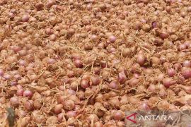 Petani bawang merah raup keuntungan karena harga tinggi di temanggung