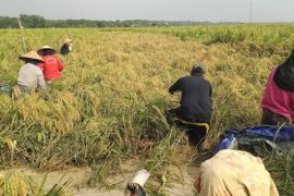 Mahasiswa Unja kembang inovasi "smart farming" kurangi ketergantungan pupuk kimia