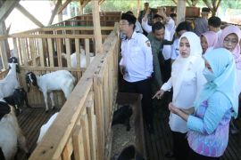 Pemkab Mojokerto hibahkan kambing etawa tingkatkan produktivitas kelompok tani