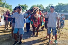 Pemkab Situbondo catat vaksinasi PMK hingga Mei capai 80.872 dosis