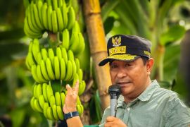 Mamuju Tengah jadi percontohan pengembangan pisang cavendish di Sulbar