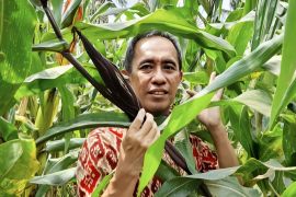Dosen Fakultas Pertanian Unila lakukan biofortifikasi, dongkrak kandungan gizi jagung