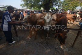 Harga sapi naik di Klaten Page 1 Small