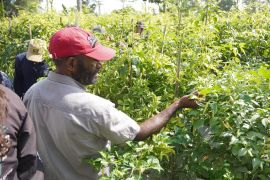 BI Papua kirim petani dan PPL ke sentra pertanian Pulau Jawa