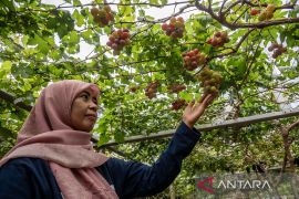 Bimtek Penerapan Teknologi Budidaya Anggur di Palu Page 1 Small