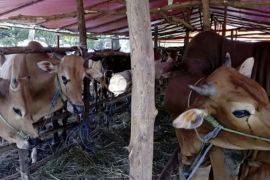 Pentingnya periksakan kesehatan hewan kurban