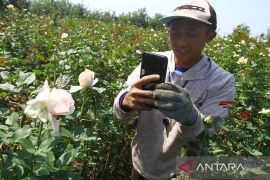 Petani Generasi Z  membudidayakan mawar di Batu