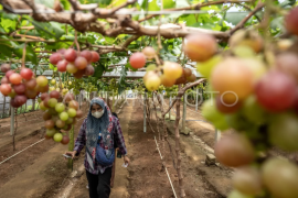 Target pengurangan impor buah anggur Page 1 Small