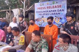 Polres Jembrana kejar residivis kasus penyelundupan penyu