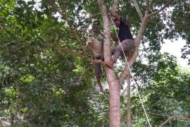 Petani di Tapsel akhiri hidupnya di pohon jengkol pakai seutas tali