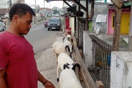 Jelang Idul Adha, Disnakeswan Lebak periksa kesehatan hewan kurban