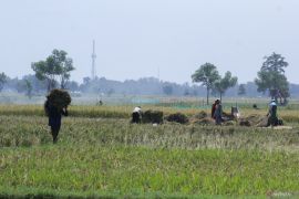 Selama MT1, penyaluran pupuk subsidi di Situbondo capai 24 persen