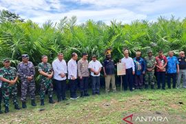 Menteri Pertanian tinjau pengembangan kelapa sawit di Manokwari