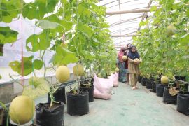 Pemkot Madiun panen 1 ton melon di Ngrowo Bening