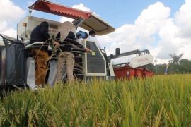 Benih padi varietas unggul dongkrak produktivitas tani di Kaltim