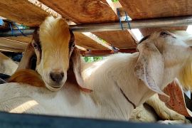 BKHIT Banten perketat lalu lintas hewan kurban di Pelabuhan Merak