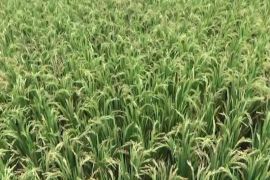 Kemhan siapkan 5 juta hektare lahan untuk program Kemandirian Pangan