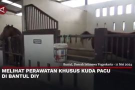Melihat perawatan khusus kuda pacu di Bantul DIY