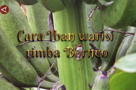 Cara Iban warisi Rimba Borneo bagian 3