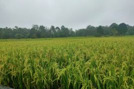 Petani di HST nantikan panen kedua