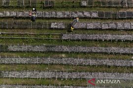 Ikan teri dari Desa Saramake tembus pasar ekspor China