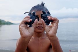 Khofifah ajak masyarakat selamatkan penyu dari ancaman kepunahan