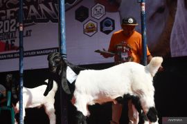 Kontes kambing dan domba di Magetan