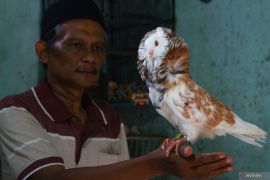Budi daya merpati hias di Malang