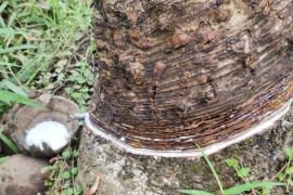 Harga karet di Kalbar naik menjadi Rp13. 500 per Kg