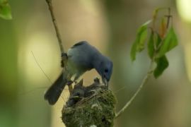 Kicauan burung di bukit Menoreh Jatimulyo di Kulon Progo