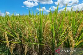 Nilai tukar petani di Papua Barat naik 0,51 persen pada Mei