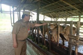 Stok hewan kurban di Banjarbaru penuhi kebutuhan